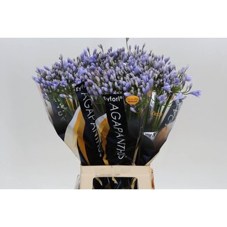 Freshy Agapanthus Eyfori Ligh Blu Eijco