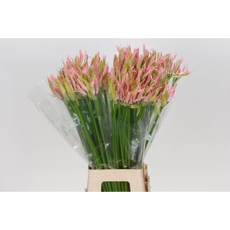 Freshy Nerine Bowdenii “Vesta K” | Kleur: Roze | Lengte ± 70 centimeter | Per 10 stelen verse bloemen