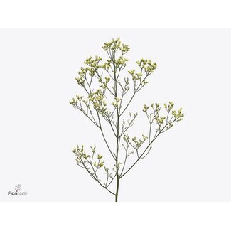 Freshy Limonium Statice Sinuata “Sensy Geel” | Kleur: Geel | Lengte ± 50 centimeter | Per 25 stelen verse bloemen