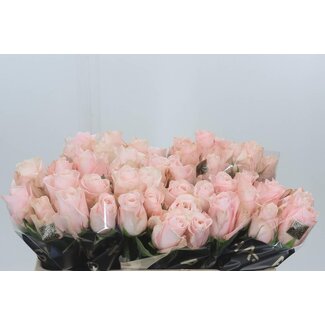 Freshy Rozen “Pomarosa” | Kleur: Roze | Lengte ± 50 centimeter | Per 20 verse bloemen