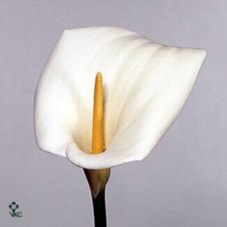 Freshy Zantedeschia Calla Overig | Kleur: Wit | Lengte ± 60 centimeter | Per 20 verse bloemen