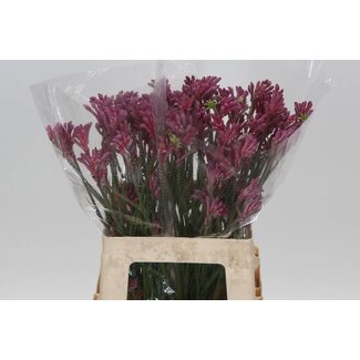 Freshy Anigozanthos Kangaroo paw “Bush Pearl” | Colour: Red Pink | Length ± 60 centimetre | Per 20 stems fresh flowers