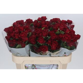 Freshy Hollandse Trosroos “Red Trendsetter” | Kleur: Rood | Lengte ± 70 centimeter | Per 15 verse bloemen