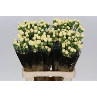 Freshy Trosanjer Creme Intermezzo