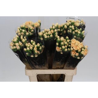 Freshy Trosanjer Enkelbloemig “Solomio Lala Sabor” | Kleur: Gemengde Kleuren | Lengte ± 60 centimeter | Per 20 verse bloemen