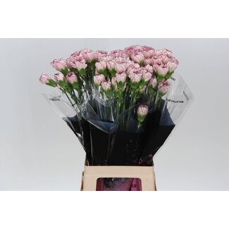 Freshy Lange Anjer “Mariposa” | Kleur: Wit Paars | Lengte ± 70 centimeter | Per 20 verse bloemen