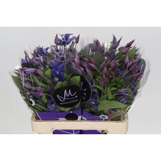 Freshy Clematis “Blue Pirouette” | Kleur: Paars | Lengte ± 60 centimeter | Per 10 verse bloemen