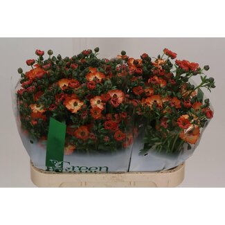 Freshy Ran.hollands Co Mag Salmousse