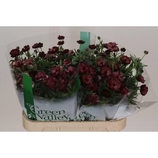 Freshy Ran.hollands Co Mag Chocolate