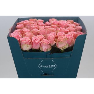 Freshy Rosa Sophia Loren Glamour