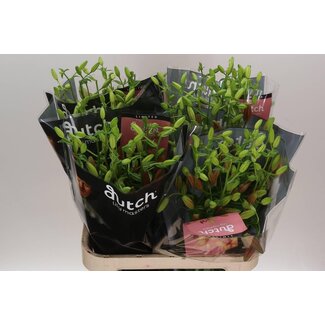 Freshy Lelie Longi x Aziatic Aqua Pink Madness