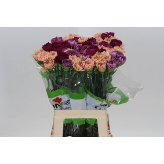 Freshy Anjer Funza Lang Rainbow Vintage