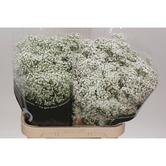 Freshy Gypsophila Paniculata Gipskruid “Million Star” | Kleur: Wit | Lengte ± 80 centimeter | Herkomst Ecuador | Per 25 stelen verse bloemen