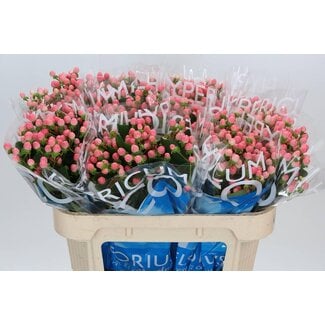 Freshy Hypericum “Coco Casino” | Kleur: Roze | Lengte ± 70 centimeter | Per 20 stelen verse bloemen