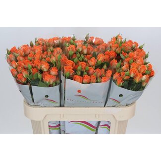 Freshy Hollandse Trosroos “Picanto” | Kleur: Oranje | Lengte ± 70 centimeter | Per 15 verse bloemen