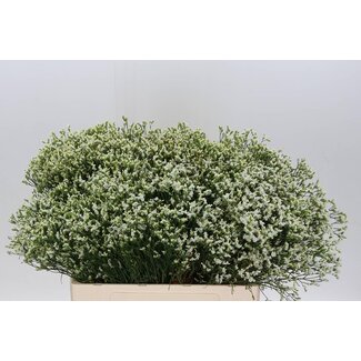 Freshy Limonium Sin Senecio P Colada