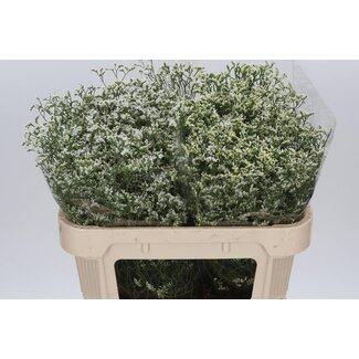 Freshy Limonium Statice Sinuata “China White” | Kleur: Wit | Lengte ± 70 centimeter | Per 25 stelen verse bloemen
