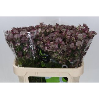 Freshy Astrantia Zeeuws knoopje “Star Of Africa” | Kleur: Paars | Lengte ± 70 centimeter | Per 25 verse bloemen