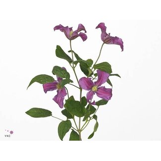 Freshy Clematis Amazing Kyiv