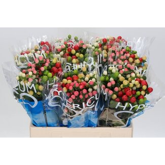 Freshy Hypericum “Coco Colours Gemengd” | Kleur: Gemengde Kleuren | Lengte ± 60 centimeter | Per 25 stelen verse bloemen