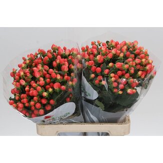 Freshy Hypericum “Mag Roy Princess” | Kleur: Rood | Lengte ± 60 centimeter | Per 25 stelen verse bloemen