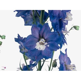 Freshy Delphinium El Aurora Blue