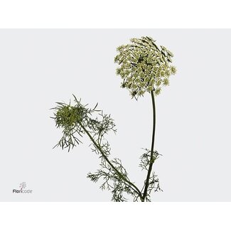 Freshy Anethum Dille | Kleur: Wit | Lengte ± 70 centimeter | Per 25 stelen verse bloemen