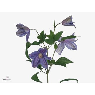 Freshy Clematis Amazing Geneva