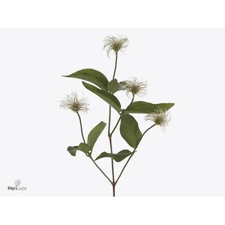 Freshy Clematis “Amazing Kibo” | Kleur: Groen | Lengte ± 60 centimeter | Per 10 verse bloemen