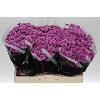 Freshy Chrysanthemum Chrysant Santini “Miller Lavender” | Kleur: Paars | Lengte ± 55 centimeter | Per 25 stelen verse bloemen