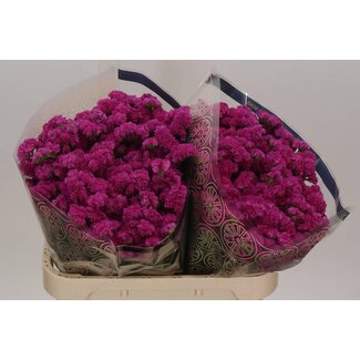 Freshy Limonium S Dark Pink Ch