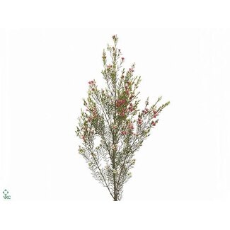 Freshy Chamelaucium Waxflower “My Sweet 16” | Kleur: Wit | Lengte ± 70 centimeter | Per 25 verse bloemen