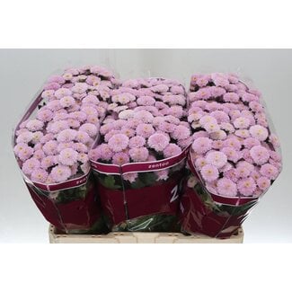 Freshy Chrysanthemum Chrysant Santini “Miller Pearl” | Kleur: Roze | Lengte ± 55 centimeter | Per 25 stelen verse bloemen