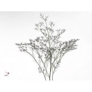 Freshy Limonium “Skylight” | Kleur: Blauw | Lengte ± 70 centimeter | Per 25 stelen verse bloemen