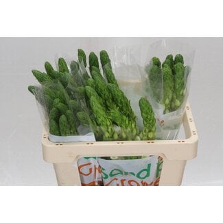 Freshy Ornithogalum “Thy Milky Way” | Kleur: Wit | Lengte ± 50 centimeter | Per 10 stelen verse bloemen