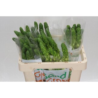 Freshy Ornithogalum Thy Milky Way