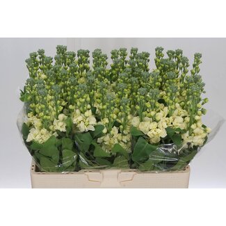 Freshy Matthiola Violier “Mathilda Geel” | Kleur: Geel | Lengte ± 56 centimeter | Per 10 stelen verse bloemen