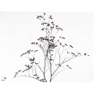 Freshy Limonium Maine Blue