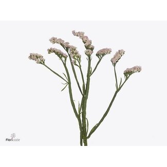 Freshy Limonium Statice Sinuata “Apricot Sun Birds” | Kleur: Roze | Lengte ± 75 centimeter | Per 25 stelen verse bloemen