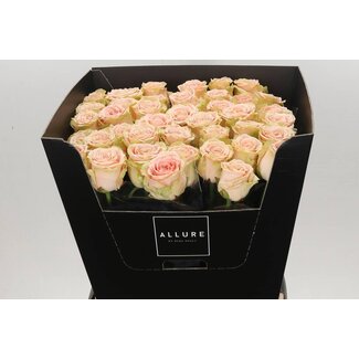 Freshy Rozen “Doris Day Allure” | Kleur: Roze | Lengte ± 70 centimeter | Per 20 verse bloemen