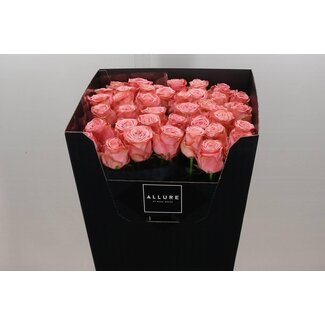 Freshy Rosa Sophia Loren Allure