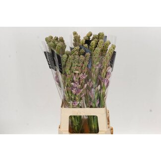 Freshy Polianthes Elle Pink