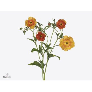 Freshy Ran.hollands Co Mag Marmalade