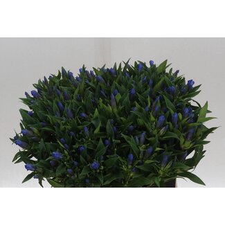 Freshy Gentiana Kagayaki