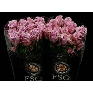 Freshy Grootbloemige Roos “Avant Garde” | Kleur: Paars | Lengte ± 40 centimeter | Herkomst Ecuador | Per 20 verse bloemen