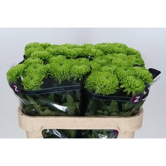 Freshy Chrysanthemum Chrysant Deco “Alemani” | Kleur: Groen | Lengte ± 70 centimeter | Per 10 stelen verse bloemen