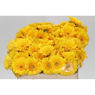 Freshy Germini Aqua “Asmara” | Kleur: Geel | Lengte ± 50 centimeter | Per 20 verse bloemen
