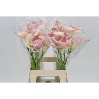 Freshy Zantedeschia Calla “Blushing Lady” | Kleur: Geel | Lengte ± 65 centimeter | Per 10 verse bloemen