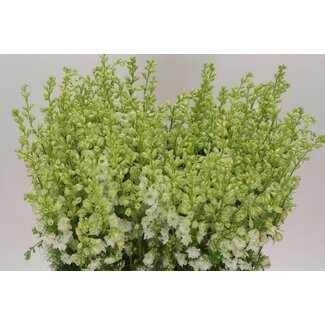 Freshy Consolida R Q White