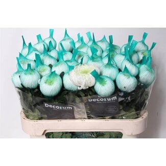 Freshy Chrysanthemum Chrysant Deco “Magnum” | Kleur: Wit | Lengte ± 75 centimeter | Per 10 stelen verse bloemen